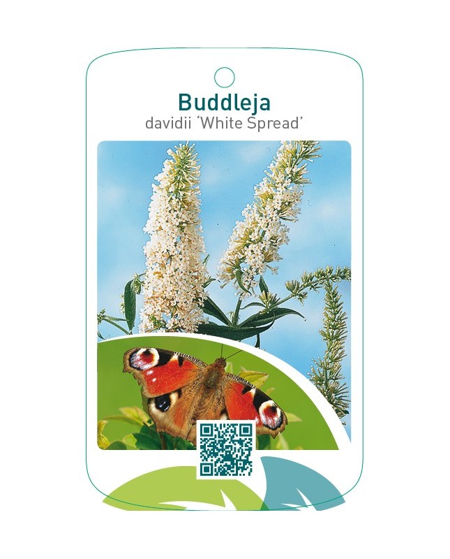 Buddleja davidii ‘White Spread’