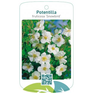 Potentilla fruticosa ‘Snowbird’