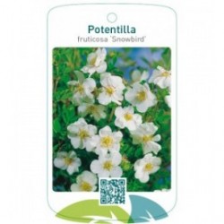Potentilla fruticosa ‘Snowbird’