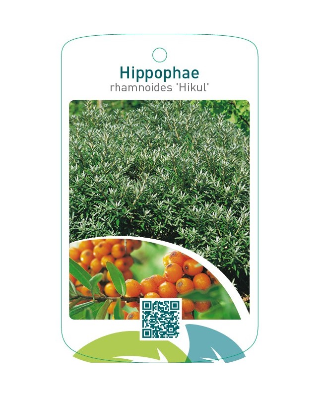 Hippophae rhamnoides ‘Hikul’