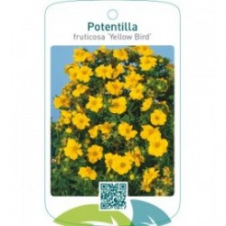Potentilla fruticosa ‘Yellow Bird’