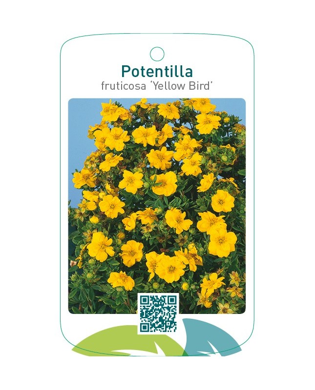 Potentilla fruticosa ‘Yellow Bird’