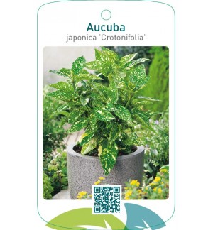Aucuba japonica ‘Crotonifolia’