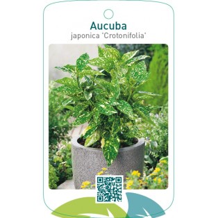 Aucuba japonica ‘Crotonifolia’