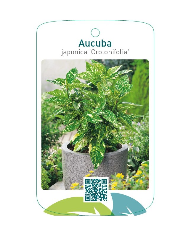 Aucuba japonica ‘Crotonifolia’