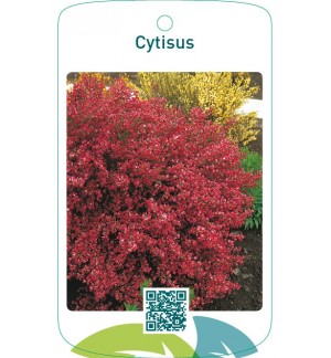 Cytisus rood