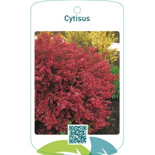 Cytisus rood