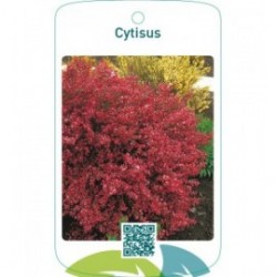 Cytisus rood