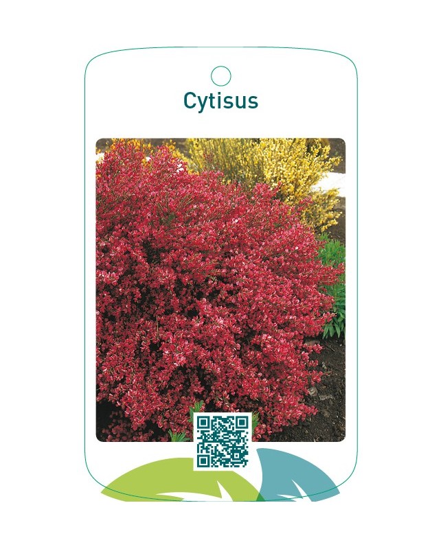 Cytisus rood