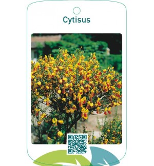 Cytisus rood/geel