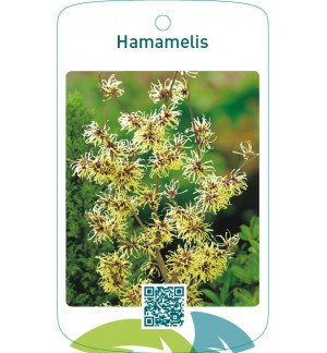 Hamamelis geel