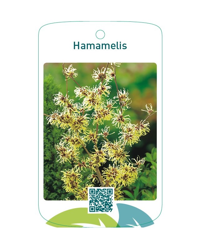 Hamamelis geel