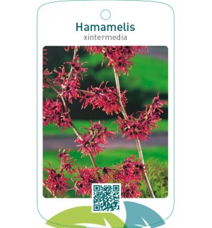 Hamamelis xintermedia rood