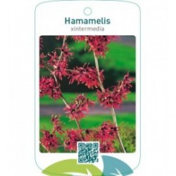 Hamamelis xintermedia rood