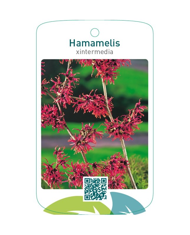 Hamamelis xintermedia rood