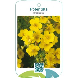 Potentilla fruticosa  geel