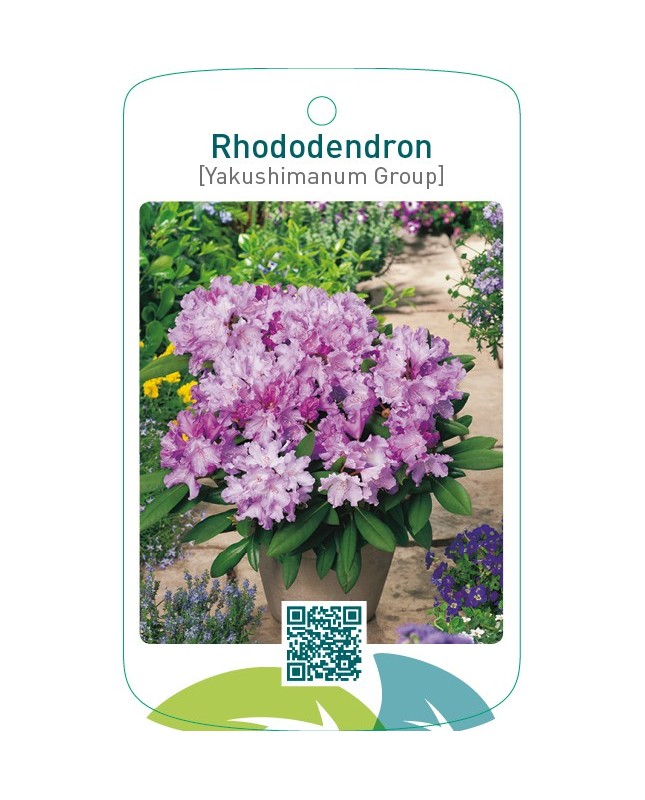 Rhododendron [Yakushimanum Group]lila