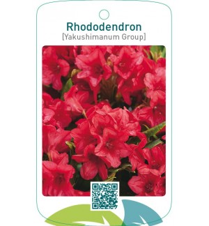 Rhododendron [Yakushimanum Group]  rood