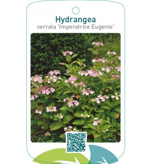 Hydrangea serrata ‘Imperatrice Eugenie’