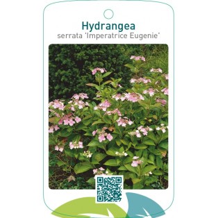 Hydrangea serrata ‘Imperatrice Eugenie’