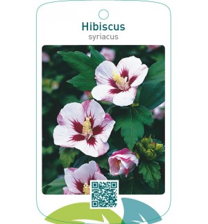 Hibiscus syriacus  wit/roodhart