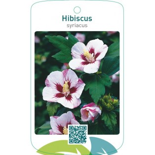 Hibiscus syriacus  wit/roodhart