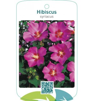Hibiscus syriacus  rood