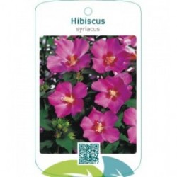 Hibiscus syriacus  rood
