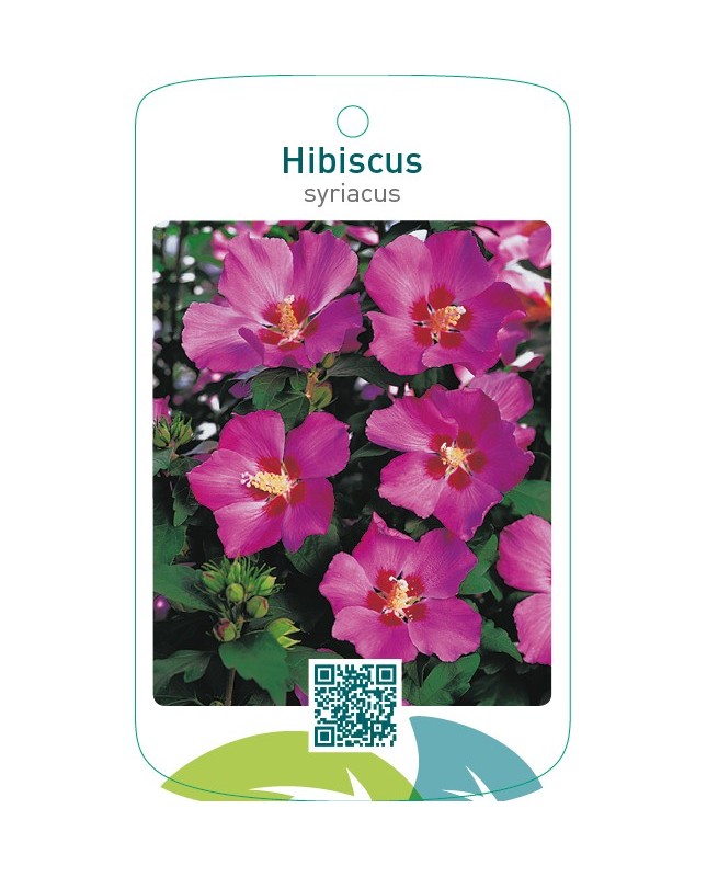 Hibiscus syriacus  rood