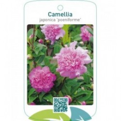 Camellia (paeoniformis)