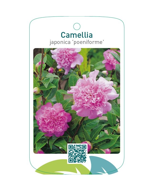 Camellia (paeoniformis)