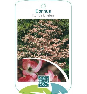 Cornus florida f. rubra