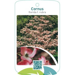 Cornus florida f. rubra