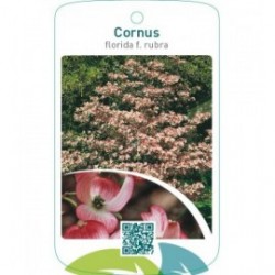 Cornus florida f. rubra