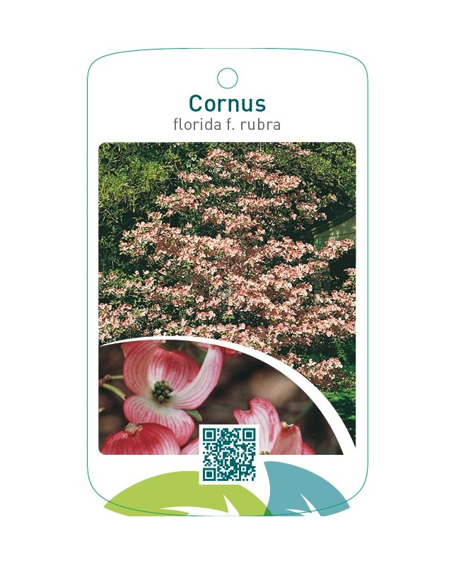Cornus florida f. rubra