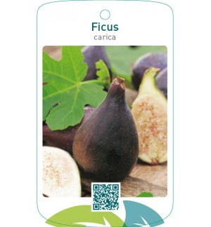 Ficus carica