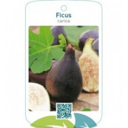Ficus carica