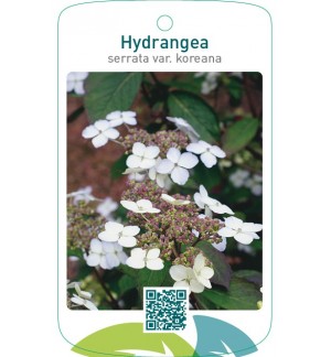 Hydrangea serrata var. koreana