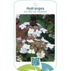 Hydrangea serrata var. koreana