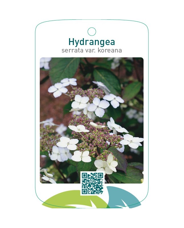 Hydrangea serrata var. koreana