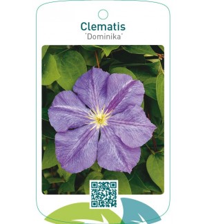 Clematis ‘Dominika’