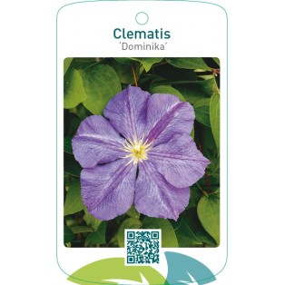 Clematis ‘Dominika’