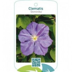 Clematis ‘Dominika’