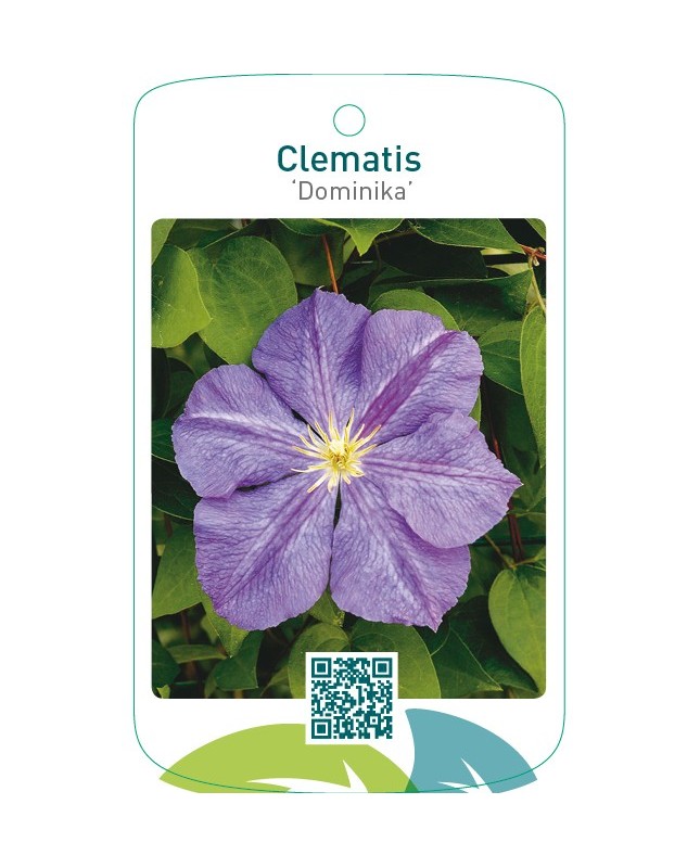 Clematis ‘Dominika’