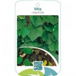 Vitis coignetiae
