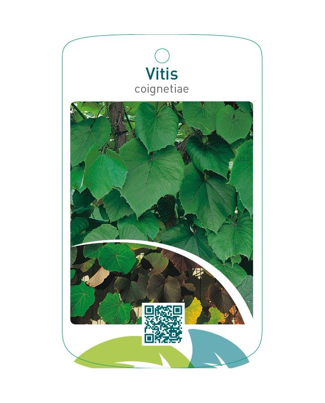Vitis coignetiae