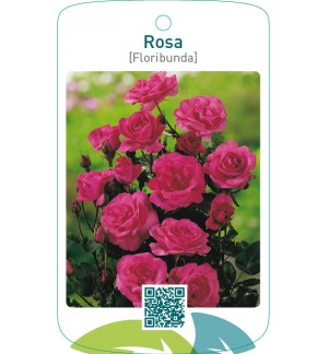 Rosa [Floribunda]  donkerroze