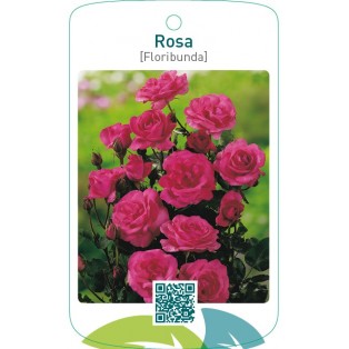 Rosa [Floribunda]  donkerroze