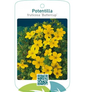 Potentilla fruticosa ‘Buttercup’