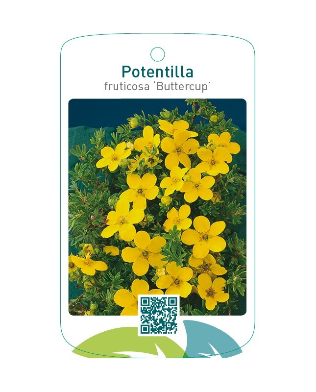 Potentilla fruticosa ‘Buttercup’